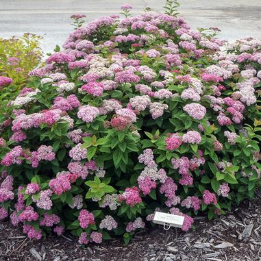 Pink-a-licious™ Spirea (Spiraea fritschiana 'J.N. Select A') | Beeson's ...