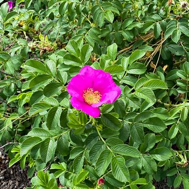 Raspberry Rugostar® Rose (Rosa rugosa 'Meitozaure') | Beeson's Nursery