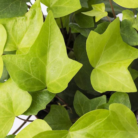 Neon Lemon Algerian Ivy (Hedera canariensis 'Neon') | Beeson's Nursery