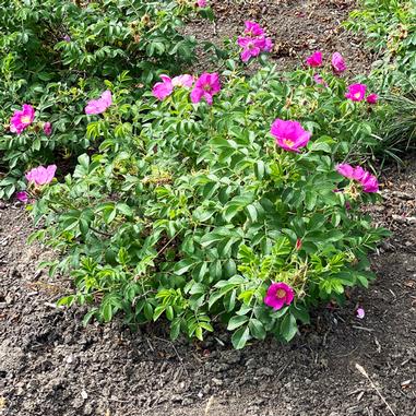 Raspberry Rugostar® Rose (Rosa rugosa 'Meitozaure') | Beeson's Nursery