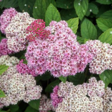 Pink-a-licious™ Spirea (Spiraea fritschiana 'J.N. Select A') | Beeson's ...