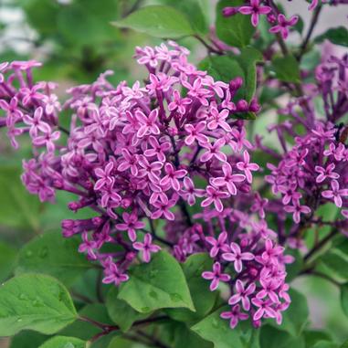 Lilac Growing Guide - How to Care for Lilac Bushes