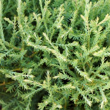 Linesville Arborvitae (Thuja occidentalis 'Linesville') | Beeson's Nursery