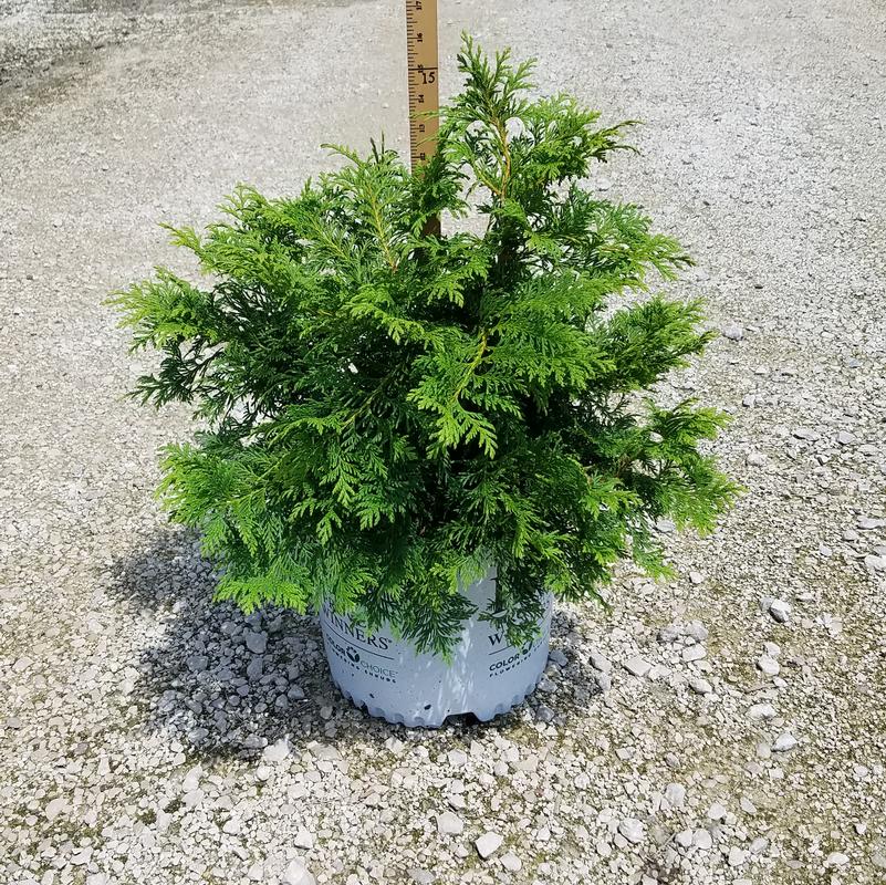 Linesville Arborvitae (Thuja occidentalis 'Linesville') | Beeson's Nursery