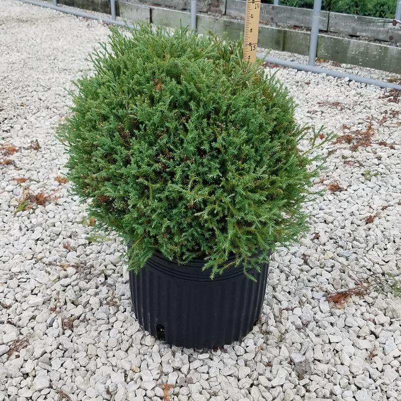 Linesville Arborvitae (Thuja occidentalis 'Linesville') | Beeson's Nursery