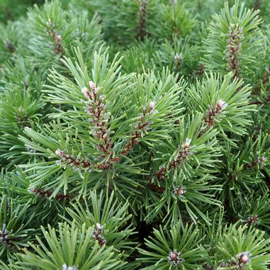 Slowmound Dwarf Mountain Pine Pinus Mugo Slowmound Beeson S Nursery