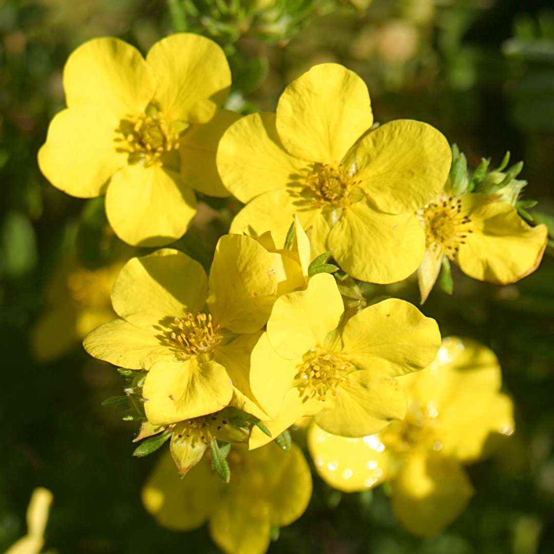 Dakota Sunspot Potentilla