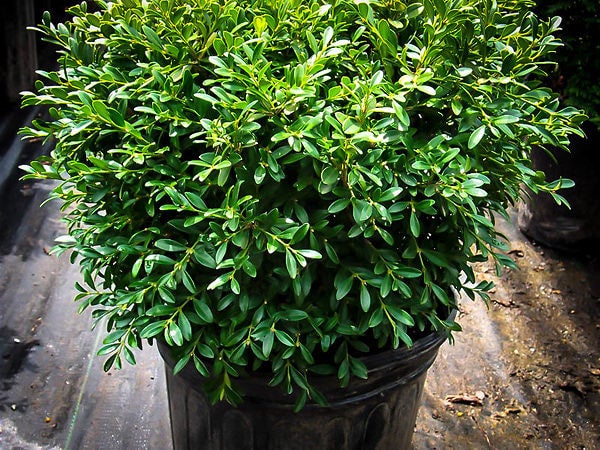 Franklin's Gem Korean Boxwood (Buxus sinica var. insularis 'Franklin's ...