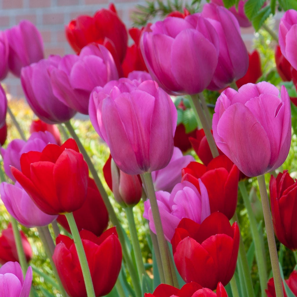 Lipsticks™ Tulip Blend | Beeson's Nursery