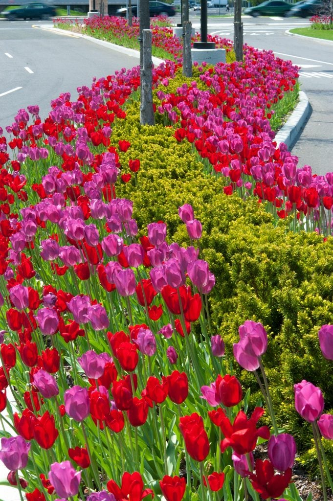 Lipsticks™ Tulip Blend | Beeson's Nursery